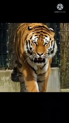 The big cat (tiger) facing me  #shorts #tiger