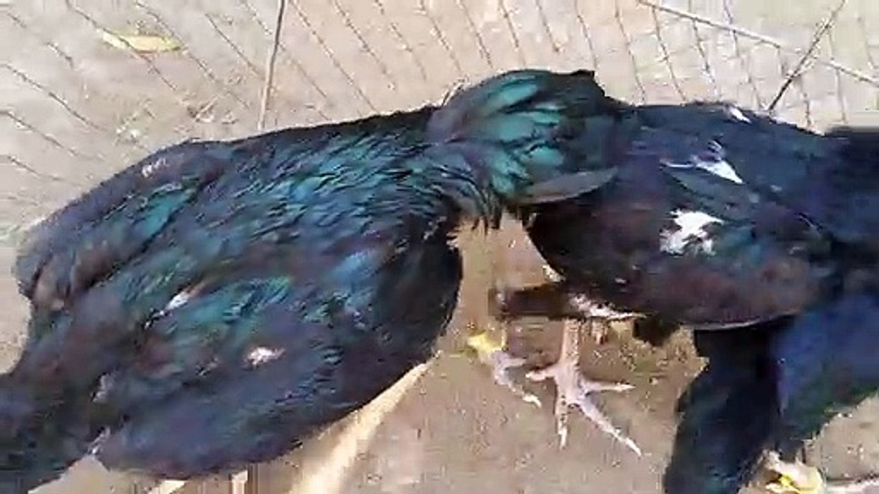 *** แบ่งไก่รุ่น ชุดคัดพิเศษ พ่อลูกยอดมงคล + แม่พิทบูลง่อน สีเขียว ราคารากหญ้า