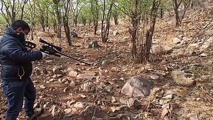 सर्दी का सितम, जंगल में धूजा पैंथर