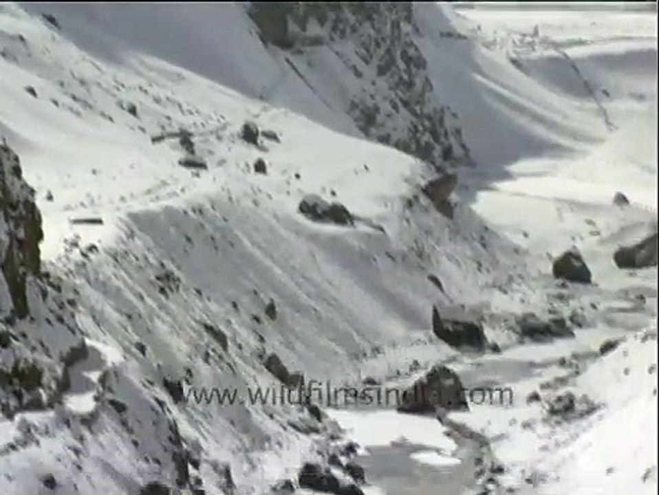 Himalayan fox crossing the Zanskar!
