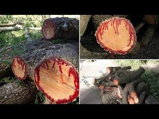 عمرها 700 عام وتثير الجدل.. «شجرة الدم» خرافة يتبرك بها أهالي قنا