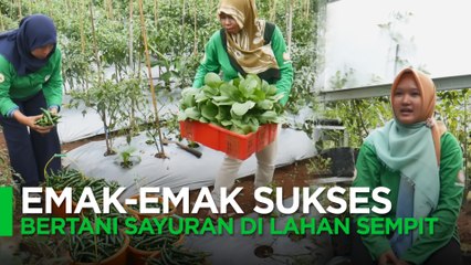 EMAK EMAK SUKSES BERTANI SAYURAN DI LAHAN SEMPIT