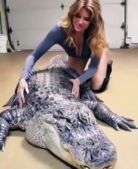 Elle fait des massages à un alligator