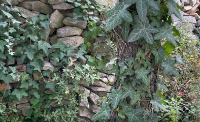 Roland Motte, jardinier : le lierre, une grimpante persistante et envahissante