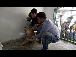 مغامرة داخل قفص الأسد بأفريكانو طلبة لحظة الأكل.. شوفوا هيحصل إيه