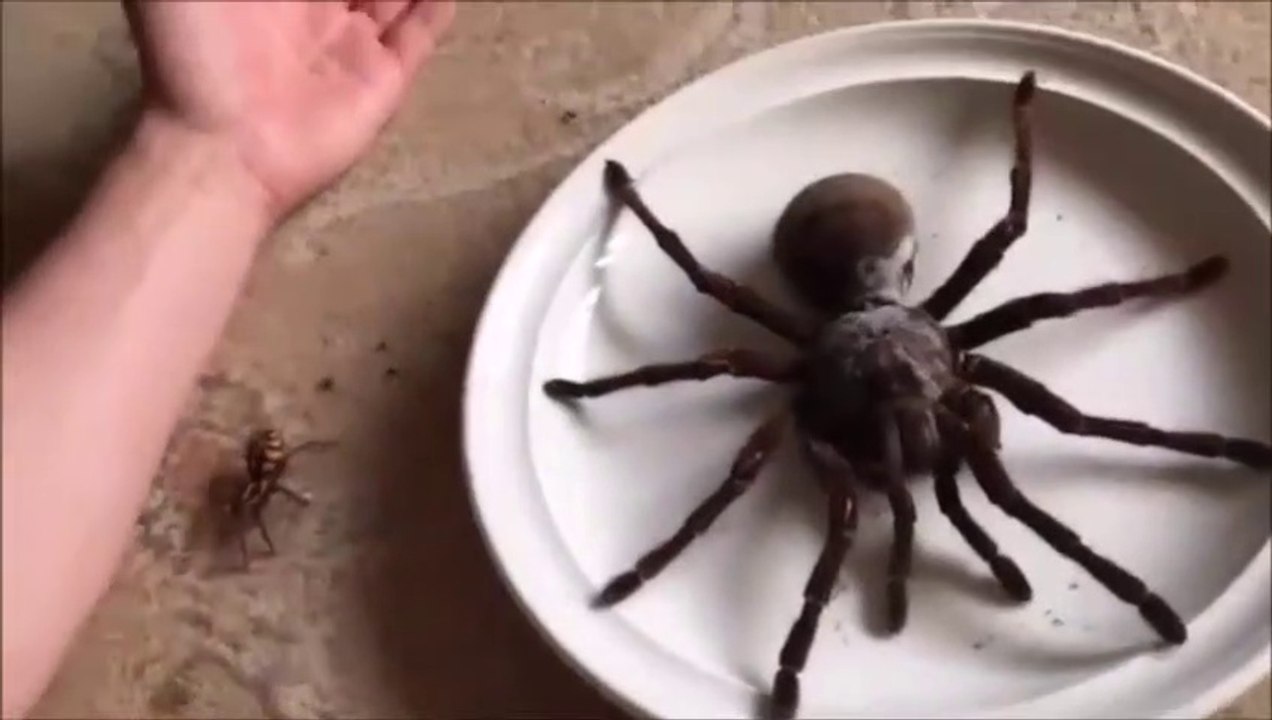 Ils nous montrent son araignée Goliath... Joli monstre