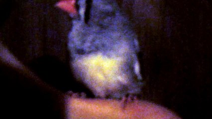 ZEBRA FINCH 102_7938