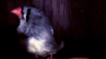 ZEBRA FINCH 102_7939