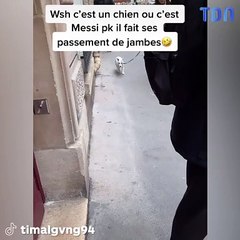 Chien avec jeu de jambes Messi