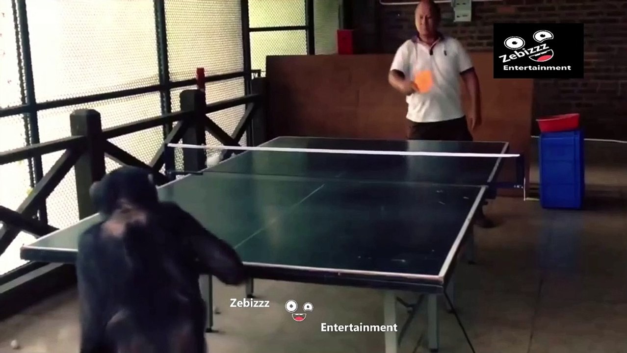 monkey beating human in ping pong