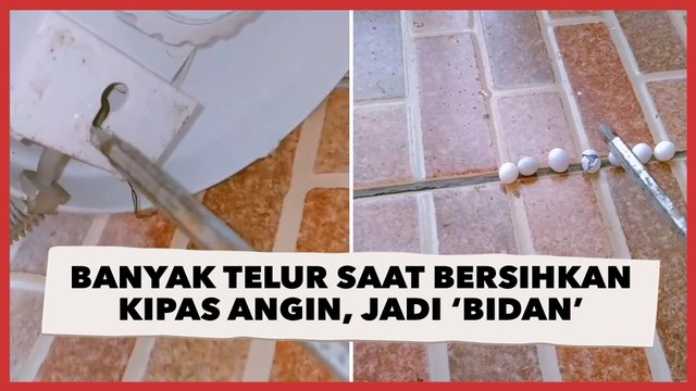 Syok Lihat Banyak Telur saat Bersihkan Kipas Angin, Wanita Ini Malah Jadi 'Bidan' Dadakan