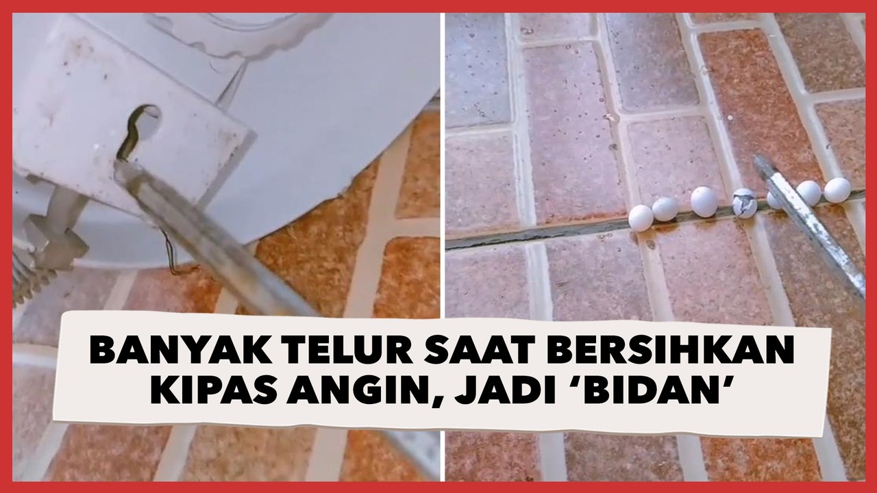 Syok Lihat Banyak Telur saat Bersihkan Kipas Angin, Wanita Ini Malah Jadi 'Bidan' Dadakan