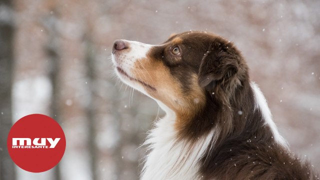 Una nueva investigación sugiere que los perros pueden distinguir idiomas extranjeros