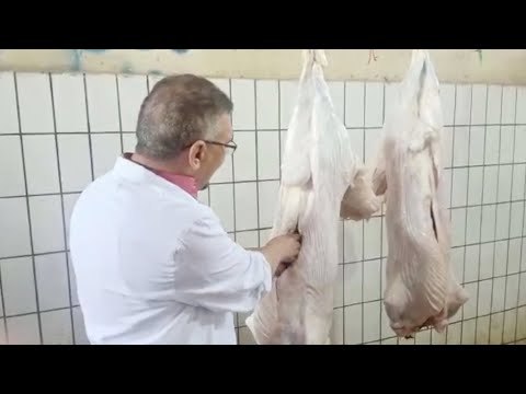 إزاي تعرف إن الأضحية سليمة مراحل الكشف على الأضاحي داخل المجزر الآلي بالبساتين