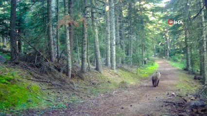 Bolu'nun yaban hayatı fotokapanlara yansıdı