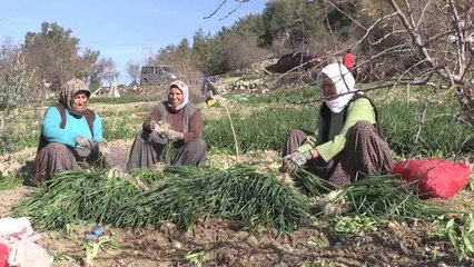Mersin'de yeşil soğan hasadı başladı