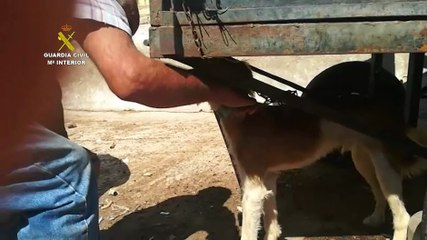Imputados por dejar sin alimento a una veintena de cabras y cinco perros