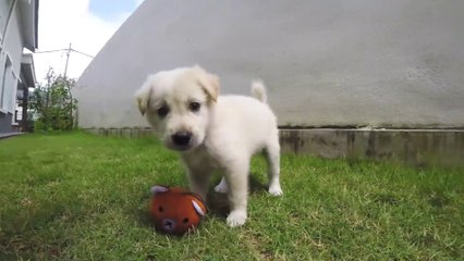 Adorable doggie Is Here To Stay. Here's Why
