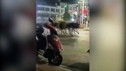 Şehre inen deve kuşları korku yarattı