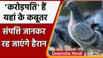 Rajasthan: करोड़ों की प्रोपर्टी के मालिक हैं ये कबूतर, दान में देते हैं लाखों रुपये | वनइंडिया हिंदी