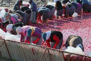 Yarım metre su içinde turp işçisi kadınların ekmek mücadelesi
