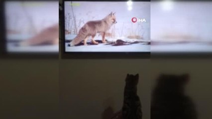 Son dakika haberi! Kendisini belgesele kaptıran kedinin güldüren tepkisi kamerada