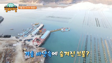 겨울 바다의 별미! 완도 바다 보물의 정체는..!?