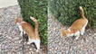 'Cat owner catches her pet 'levitating' while spraying a bush '