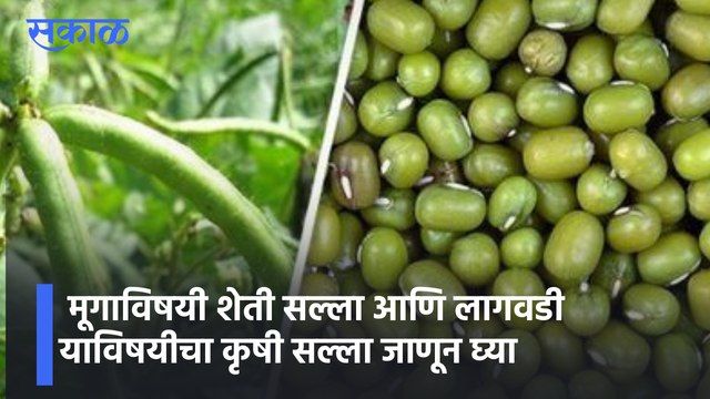 Agro Tips | मूगाविषयी शेती सल्ला आणि लागवडी याविषयीचा कृषी सल्ला जाणून घ्या