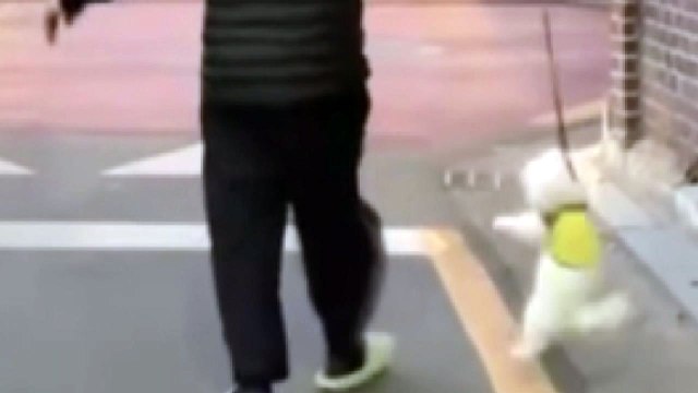 혼 좀 내고 있는데 무슨 학대? ...'연신내 학대' 영상 견주 경찰 고발 / YTN