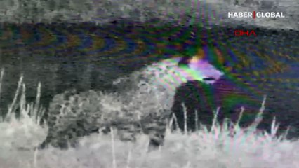 Iğdır'da leopar görüldü