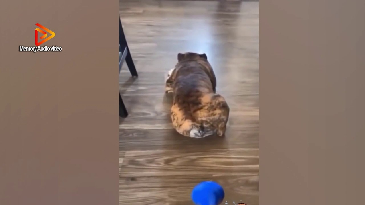 Cute   Funniest Cats And Dogs #5 Baby Cats - Cute and Funny Baby Cat।2022 New Funny Entertainment