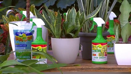 bd-publireportaje-evergreen-100121