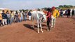 Watch- हॉर्स शो में घोड़ों के डांस ने जीता सबका दिल, विभिन्न प्रतियोगिताएं हुई आयोजित