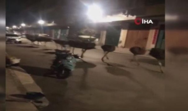 Çin'de çiftlikten kaçan 80 devekuşu sokakları birbirine kattı