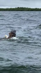 Bald Eagle Catches Fish Too Big For Flight