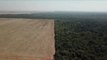 Bolsonaro deja de monitorear la deforestación de la sabana más rica en especies del mundo