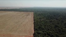 Bolsonaro deja de monitorear la deforestación de la sabana más rica en especies del mundo