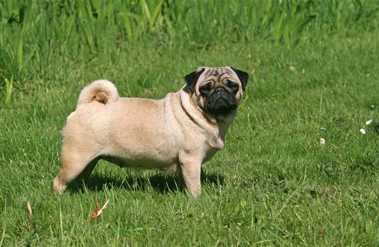 Dogs can distinguish between two foreign languages