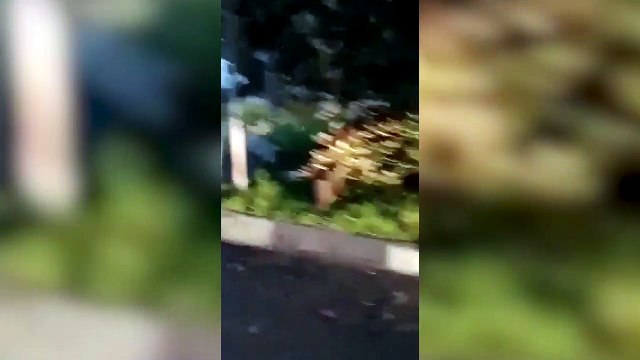 Roma, cinghiali al Pronto Soccorso del Gemelli: Guarda che dorci..