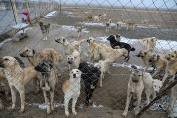 Iğdır'da dağa terk edilen köpekleri belediye ekipleri kurtardı