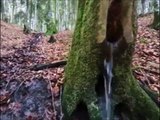 Arbre fontaine : l'eau coule du tronc