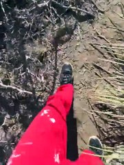 Ce randonneur se fait charger par un puma