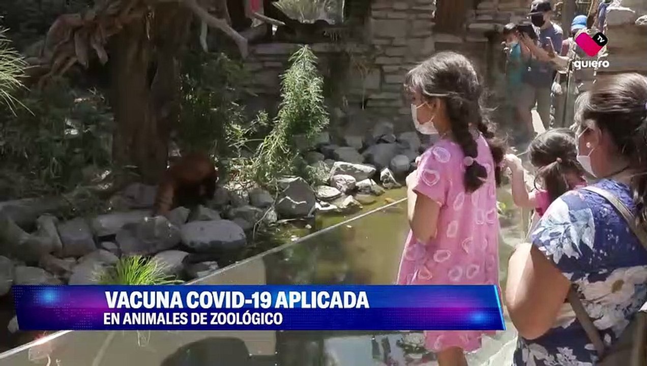 La protección contra Covid-19 ha llegado a los animales: en zoológicos de todo el mundo, varias especies han recibido su dosis de forma experimental. 