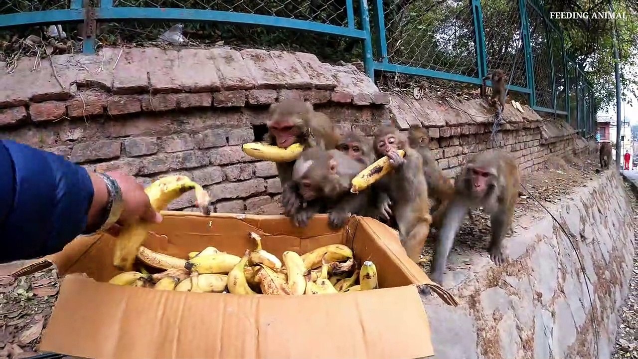 The best of monkey is banana || feeding two box banana