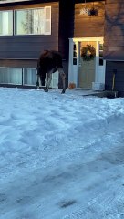 Moose Blocks Entrance to Home