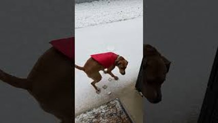 First Snow Makes Rescue Dog Uncertain