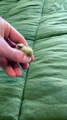 By Far the Friendliest Button Quail I’ve Ever Hatched