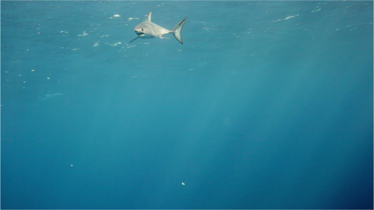 Quelques petites choses à savoir sur le requin mako