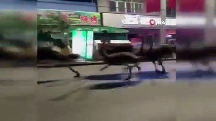 Çiftlikten kaçan 80 deve kuşu sokakları birbirine kattı